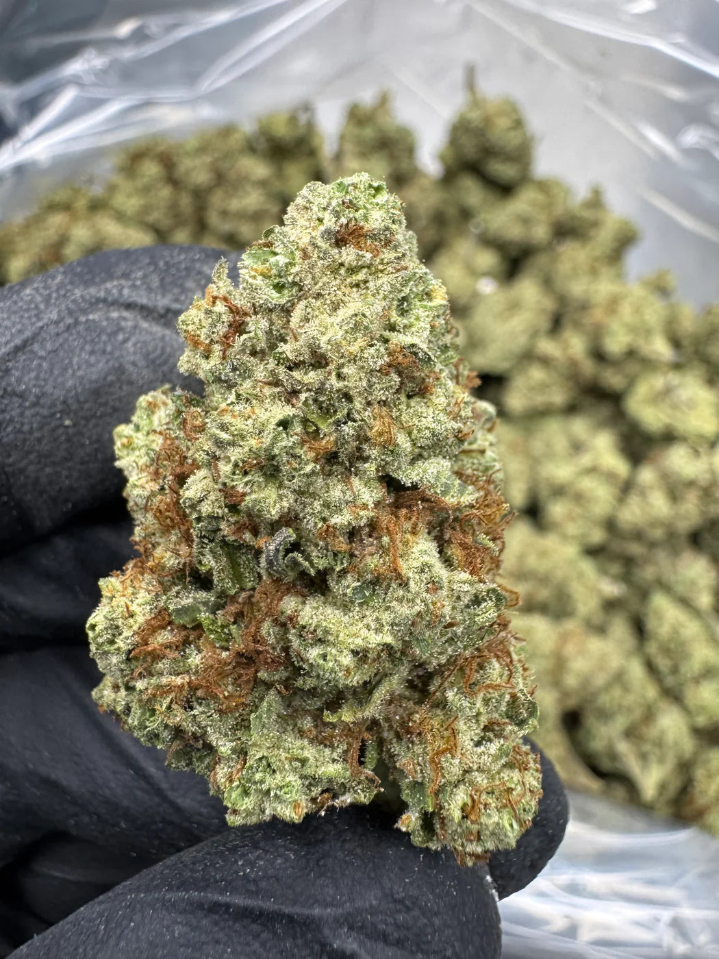 Blueberry Muffin - THCA - Topshelf