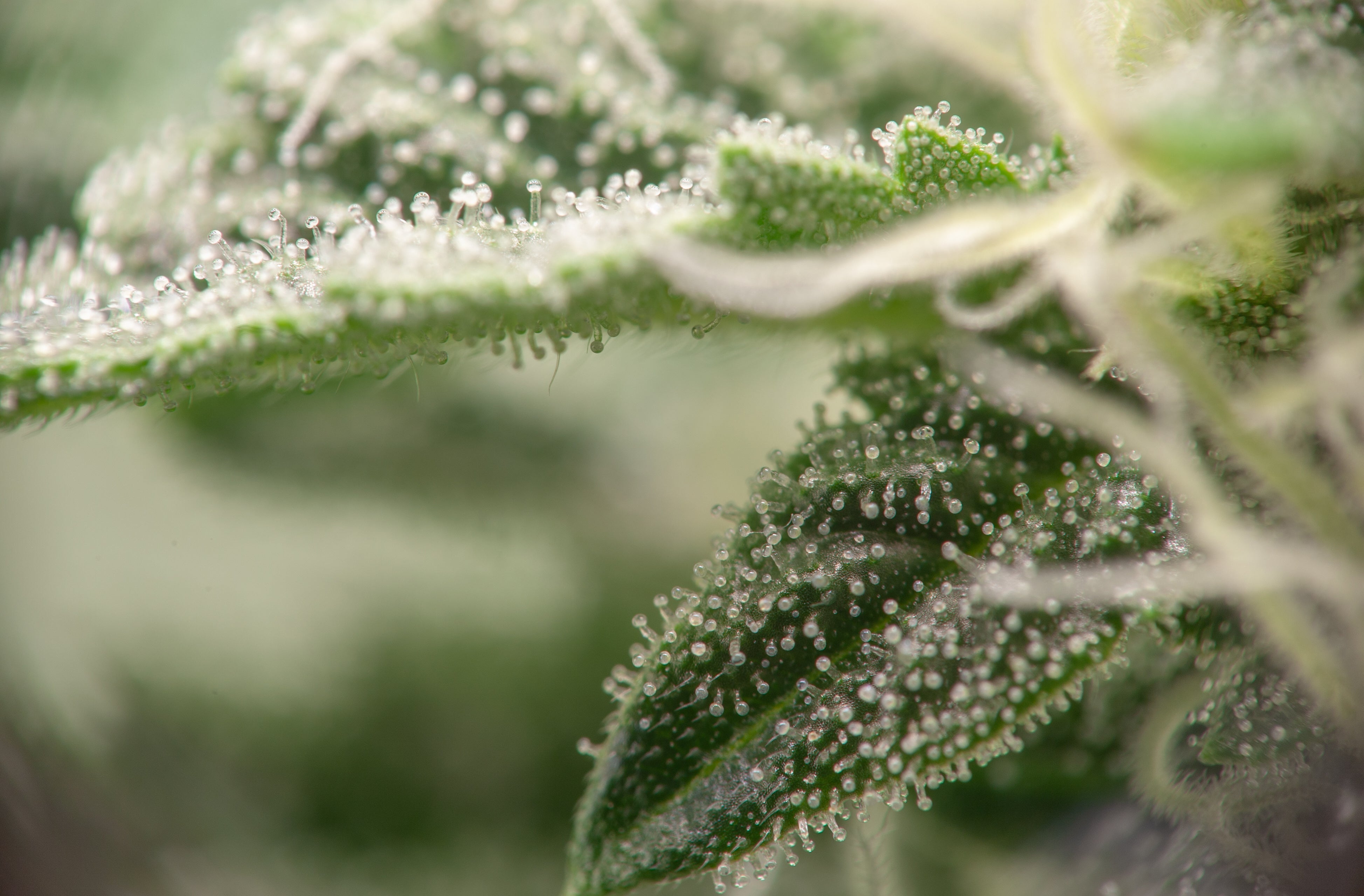 cannabis terpenes
