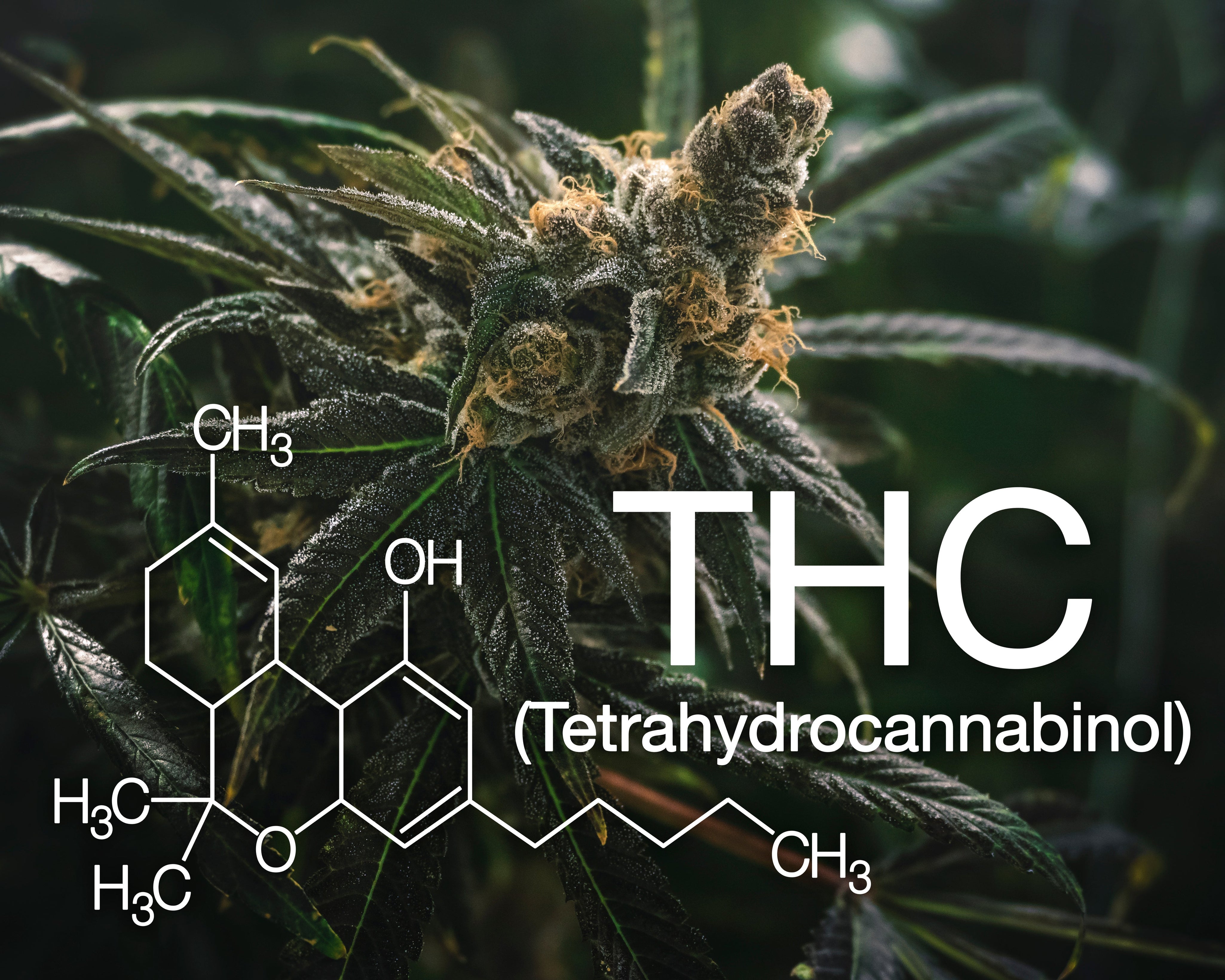 How Long Does THC Seltzer Last