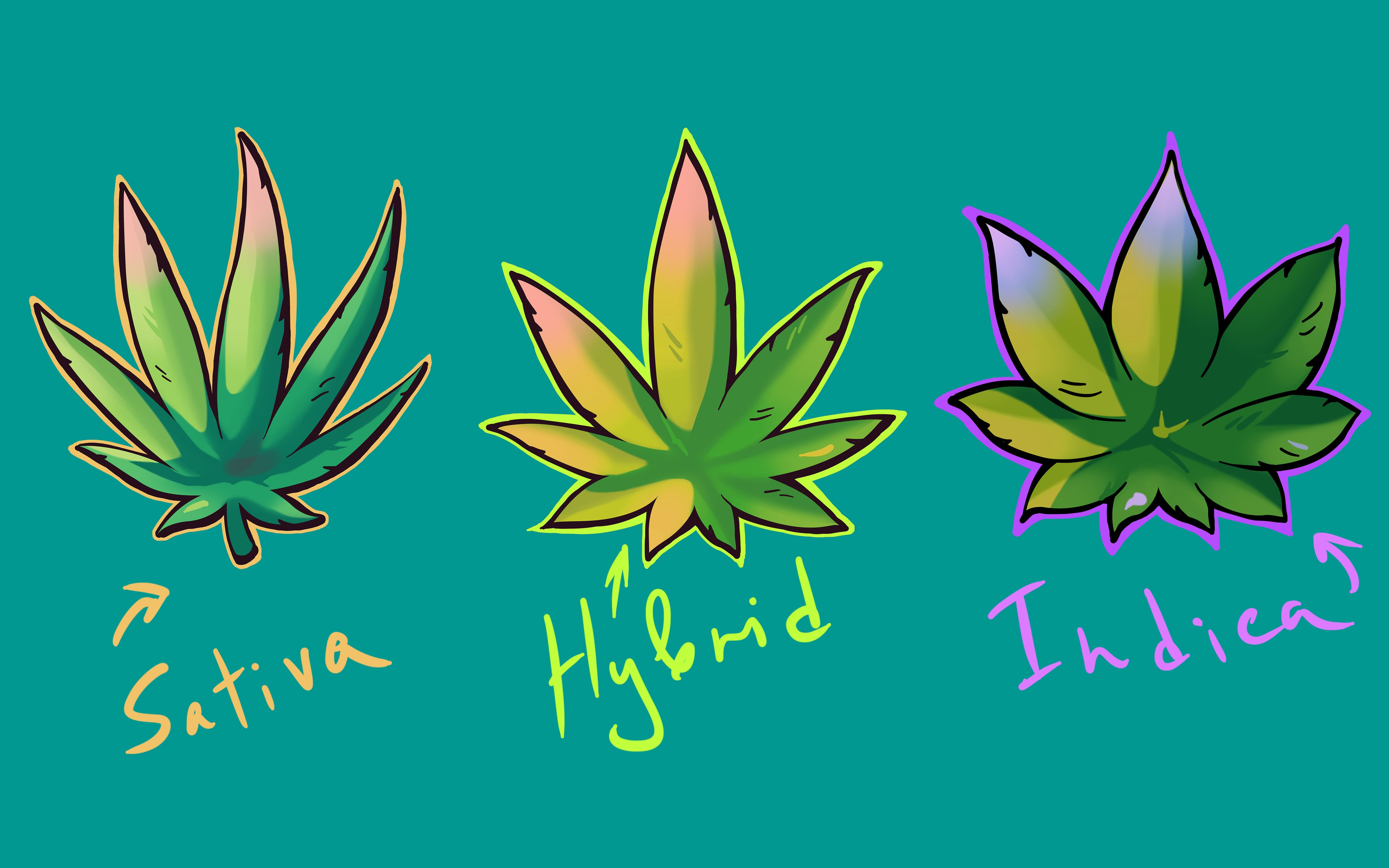 Indica vs Sativa vs Hybrids