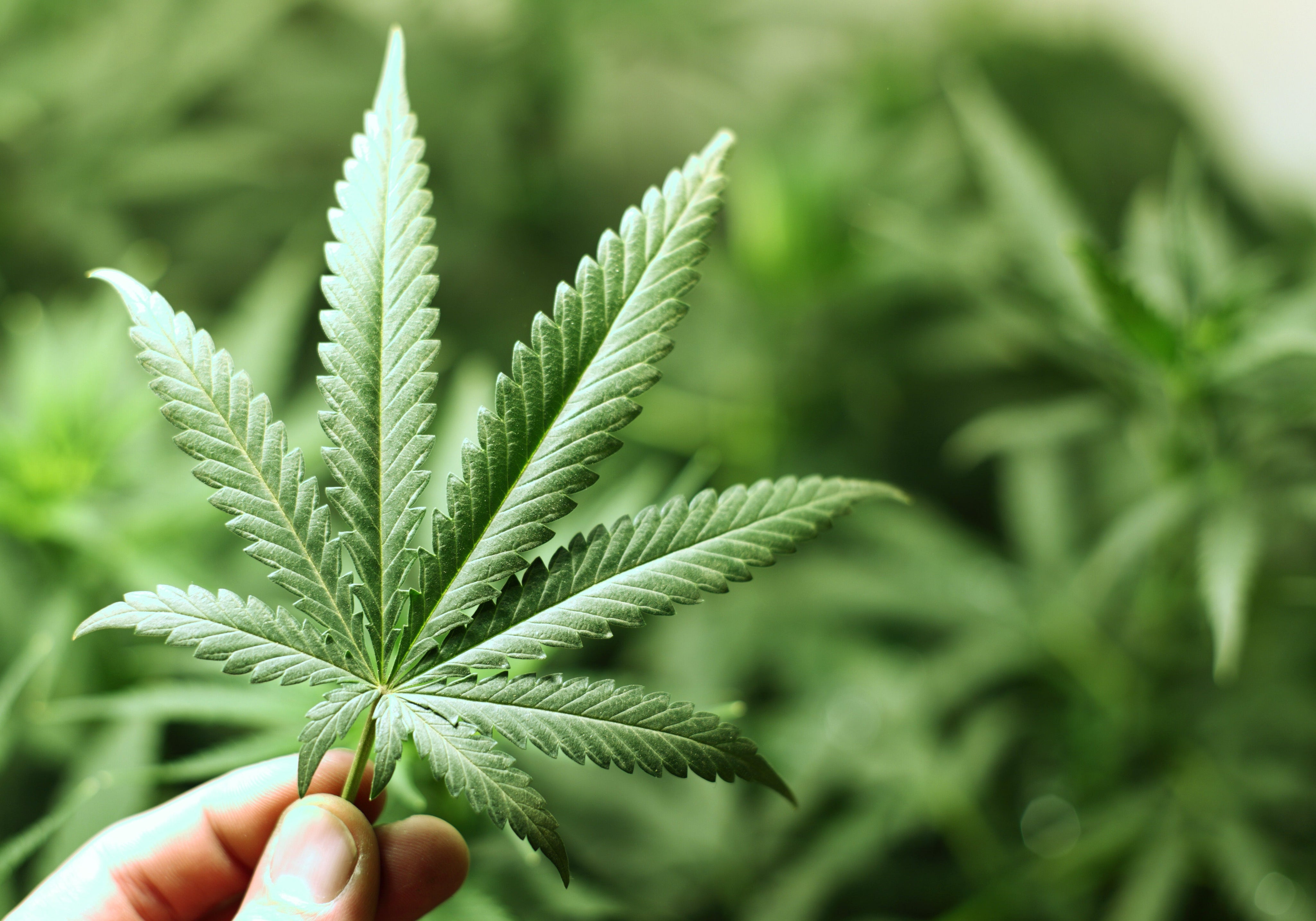 which of the following is true about cannabis​
