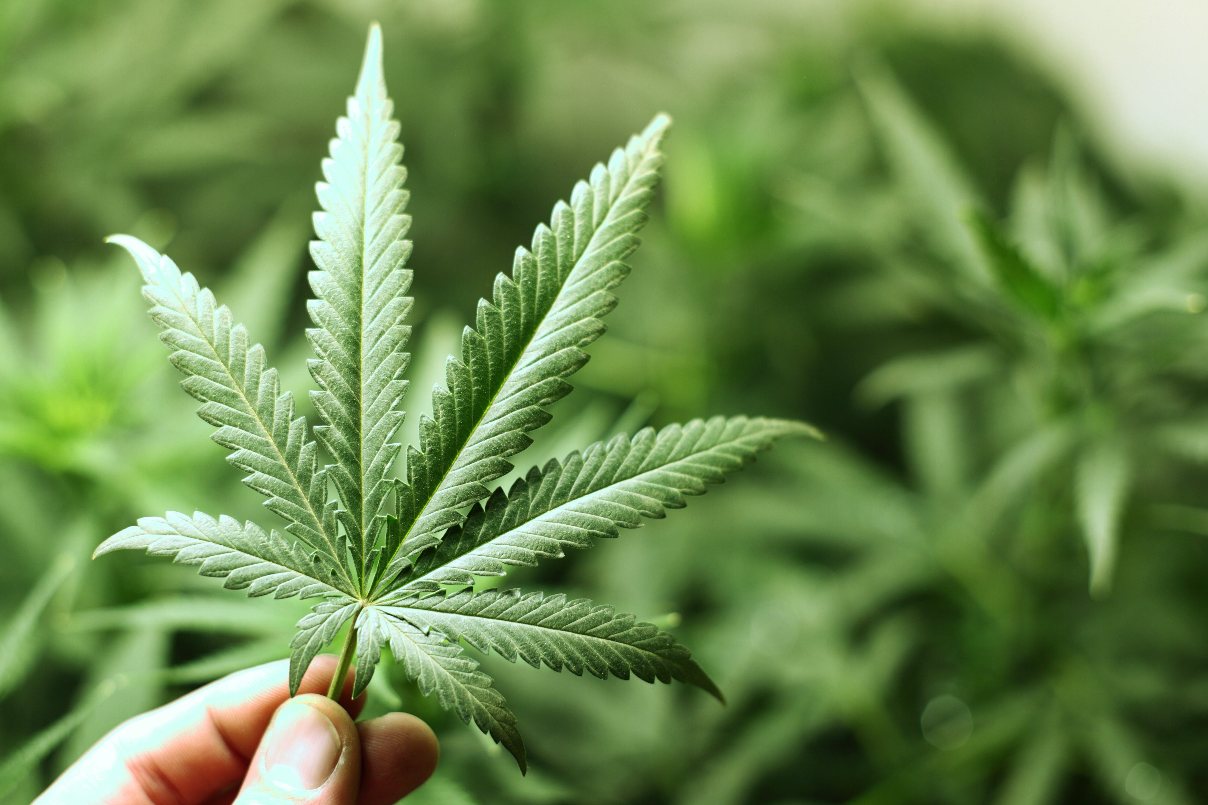 which of the following is true about cannabis​