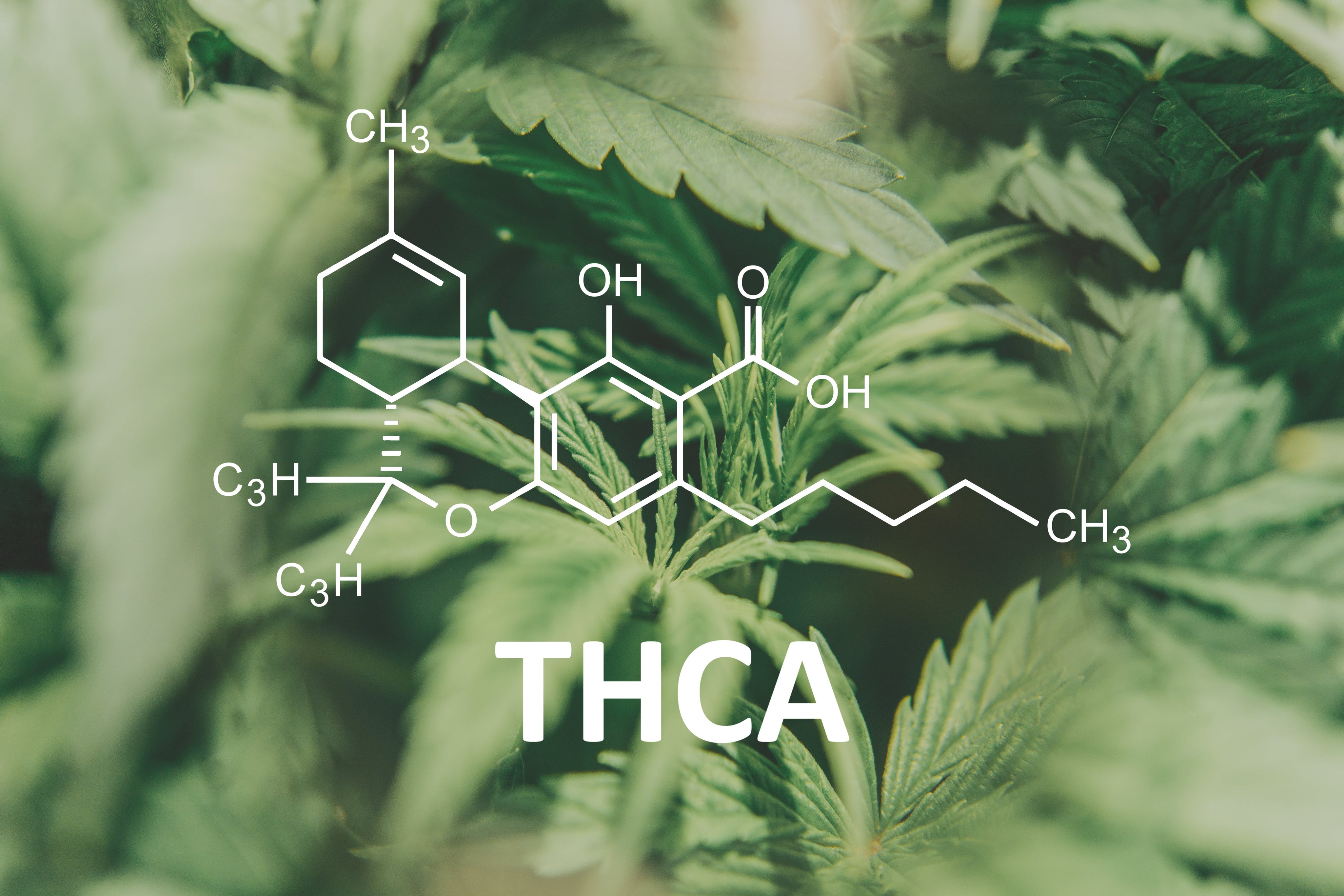 THCA Pre Rolls