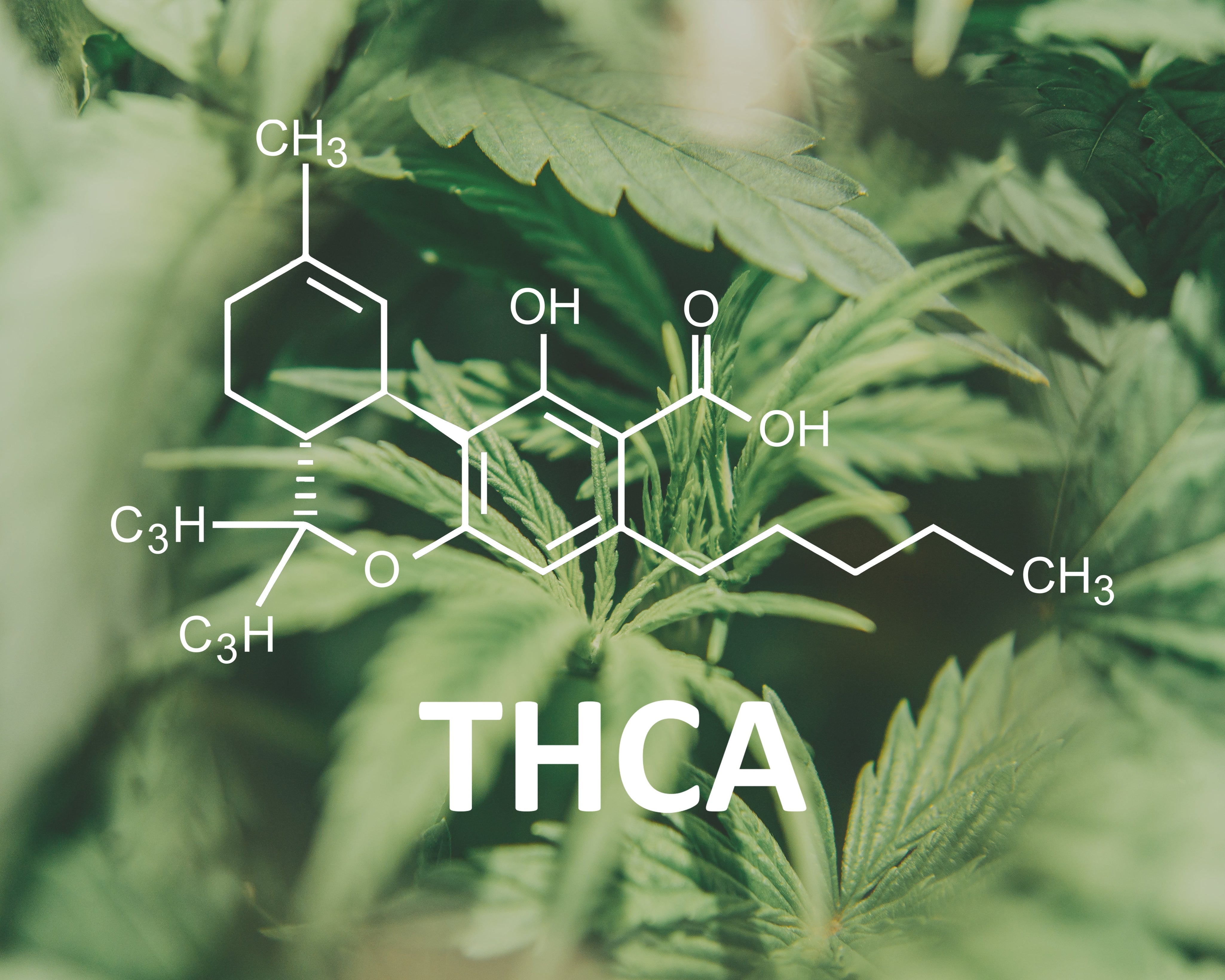 THCA Pre Rolls