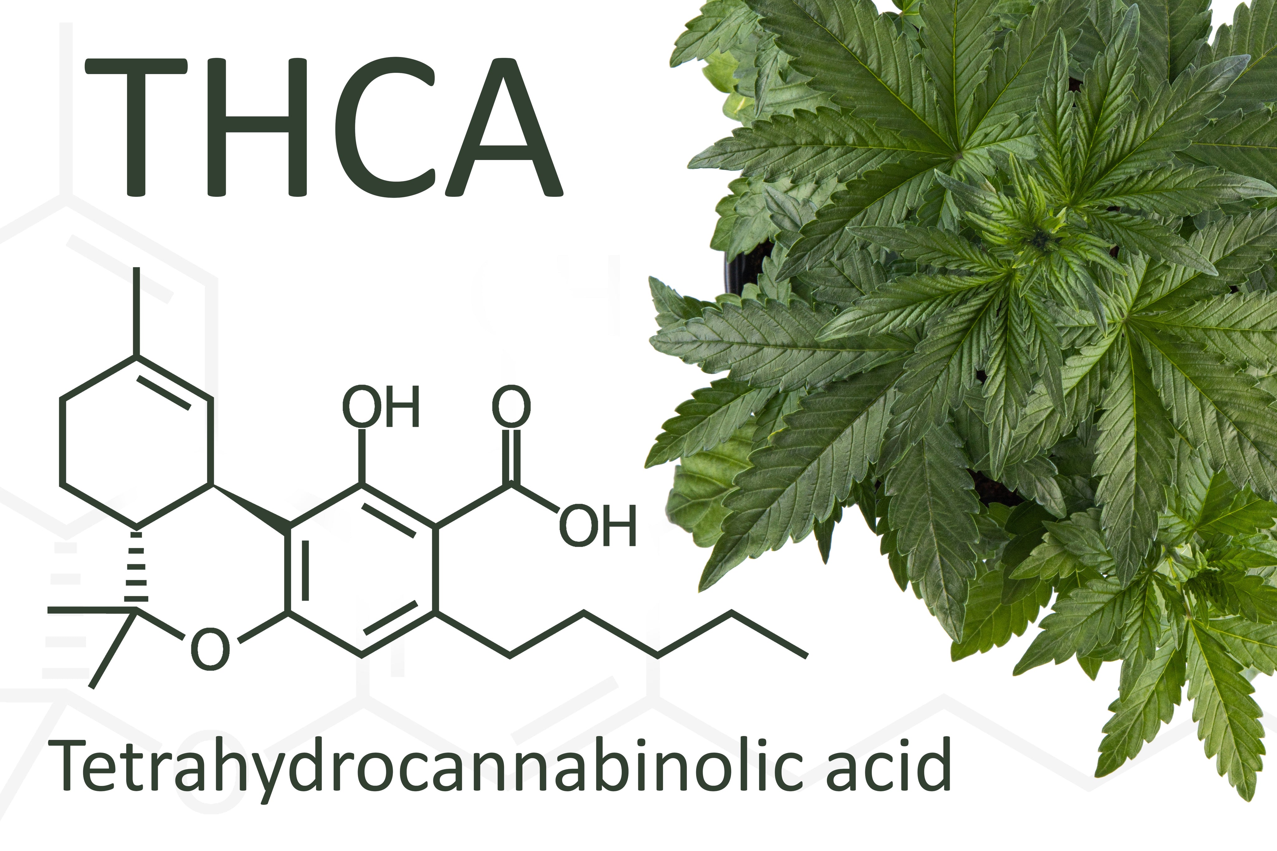 best thca brands