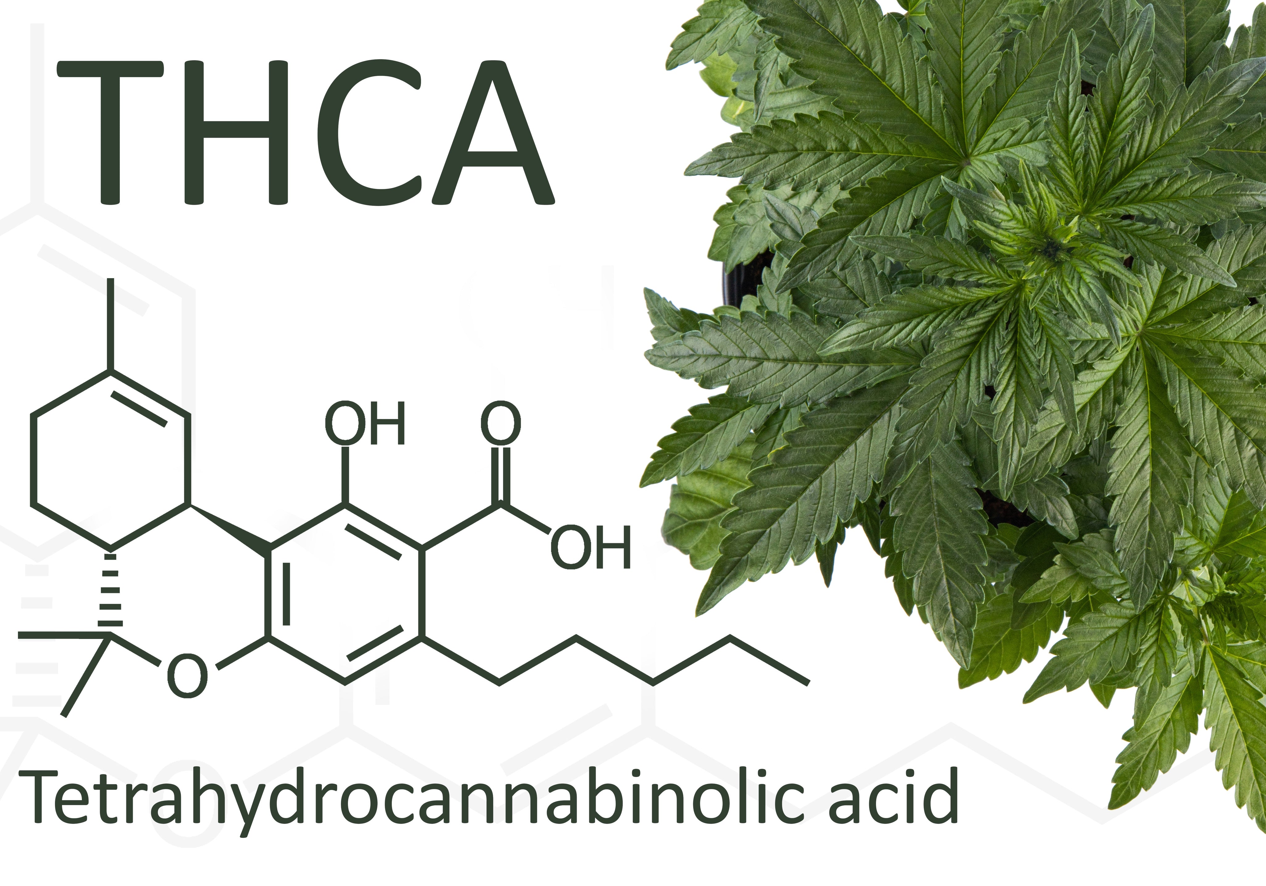 best thca brands