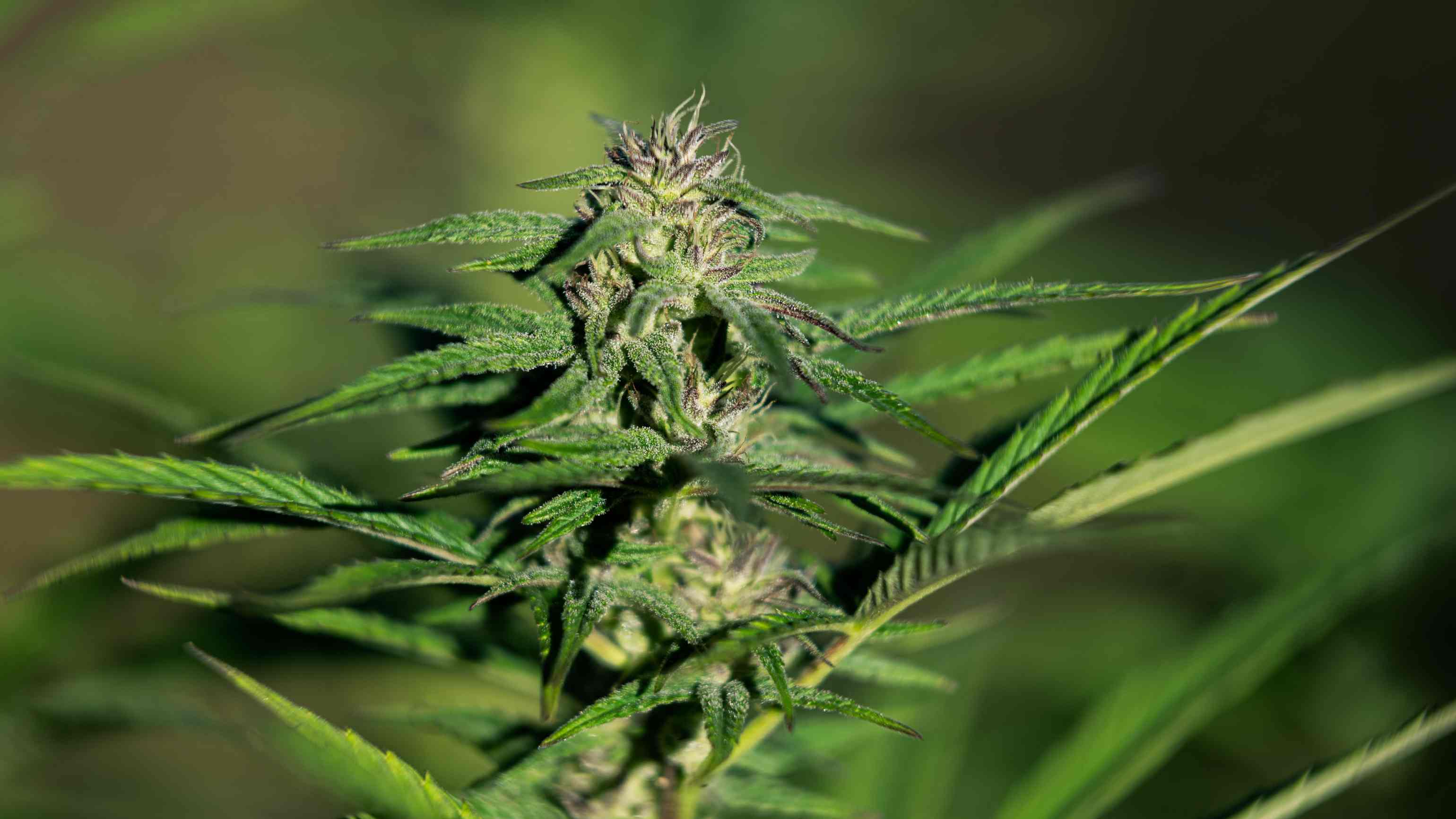 Do Terpenes Affect Your High