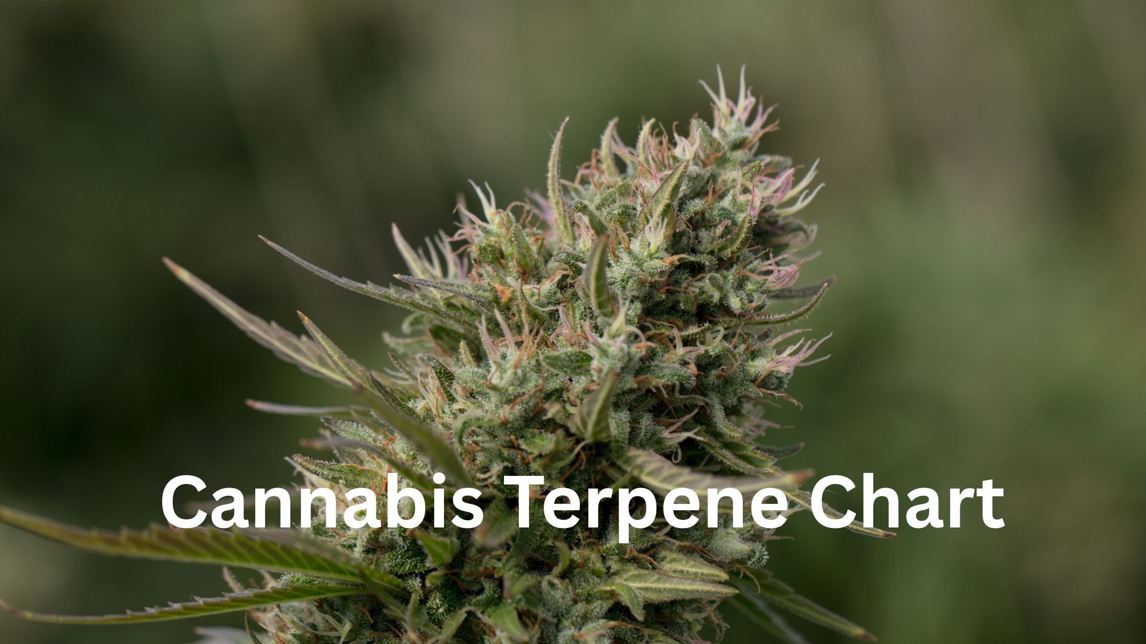 terpene chart