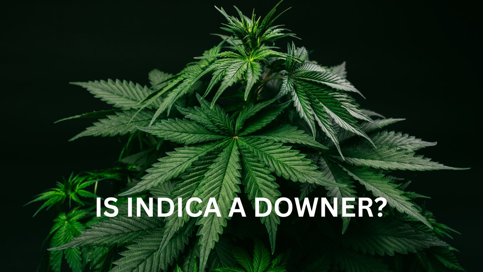 Is Indica a Downer