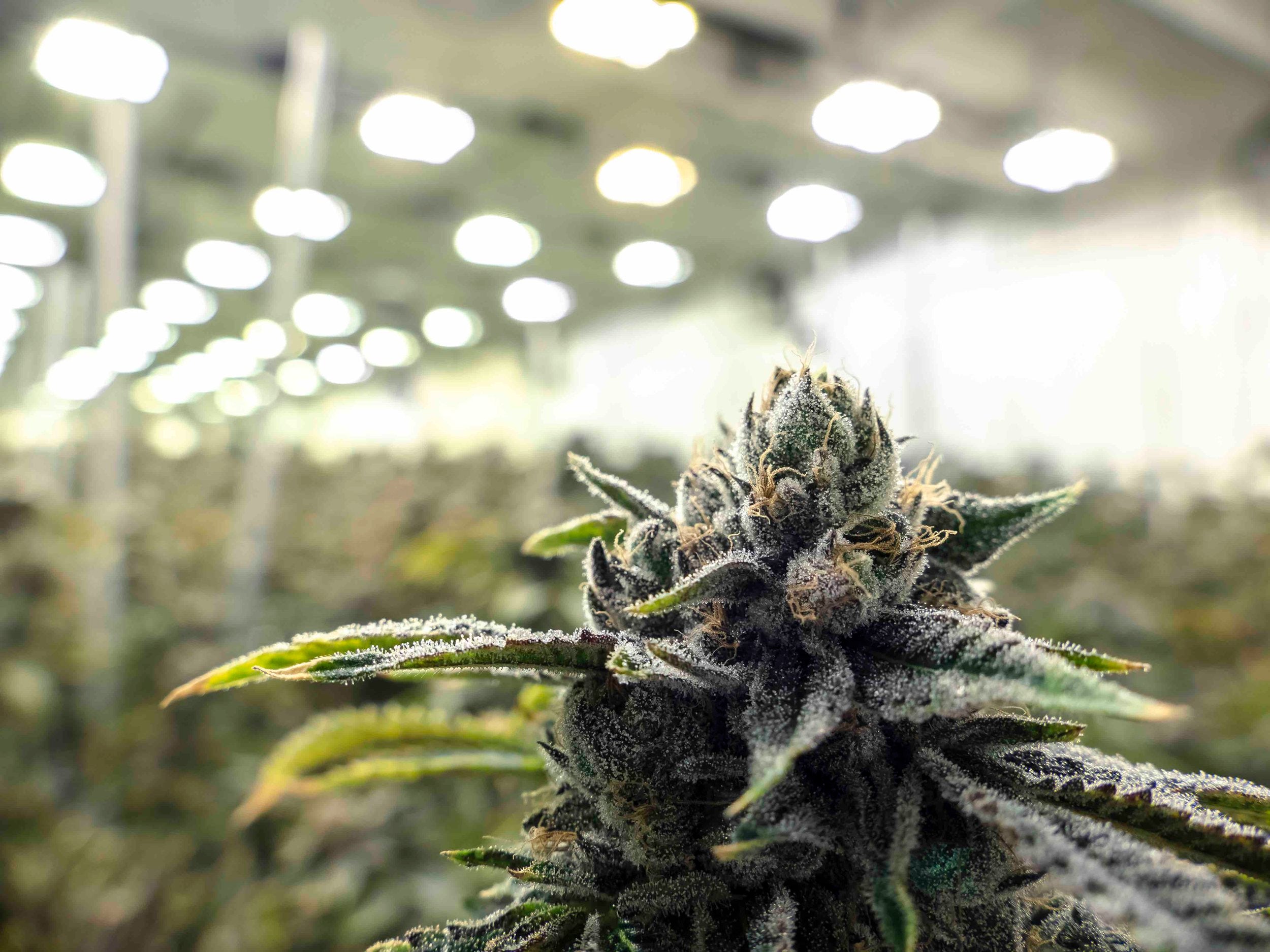 What is THCa?