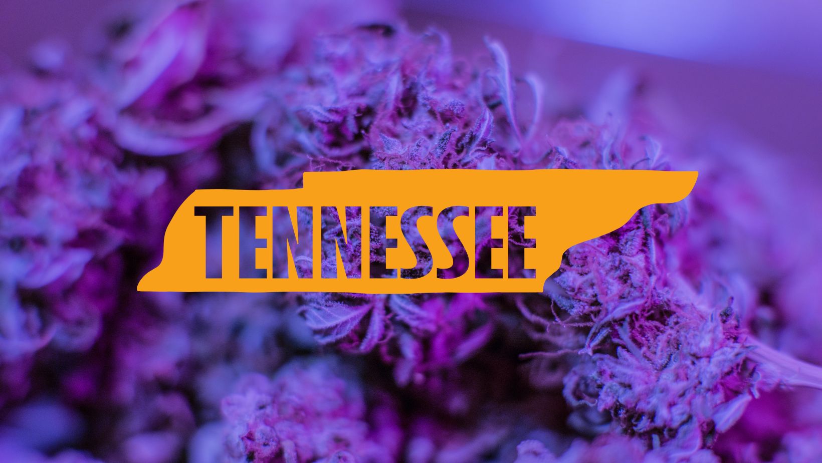 Is THCA Legal in Tennesse