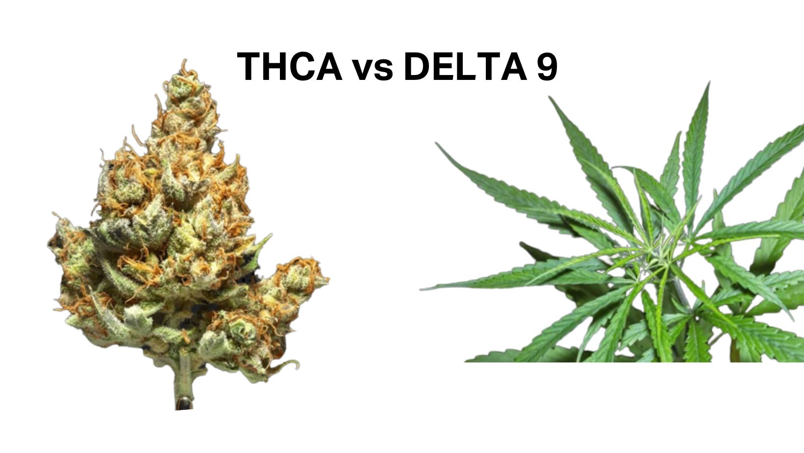 THCA vs Delta 9 