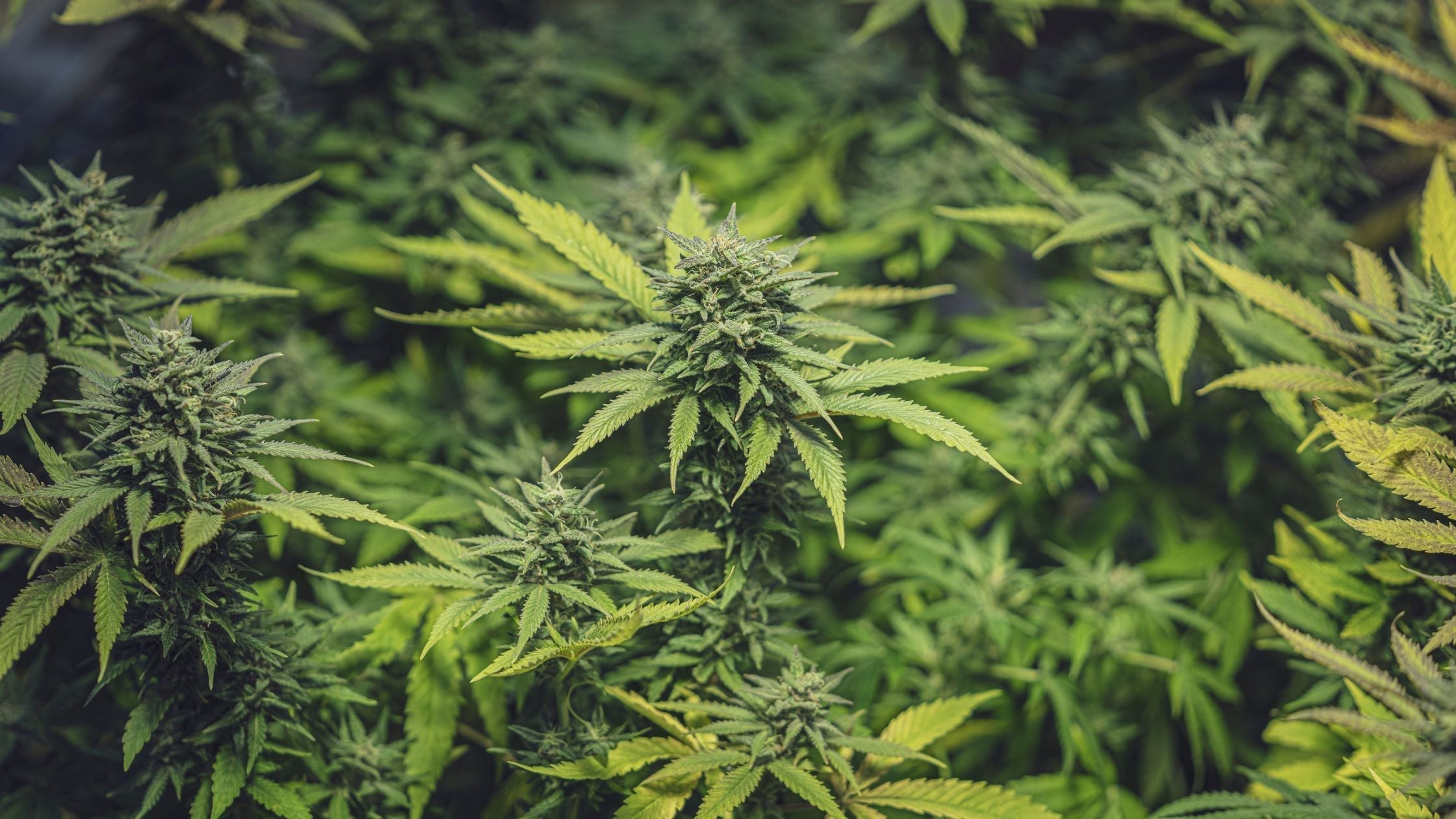 can cannabis help anxiety and depression​