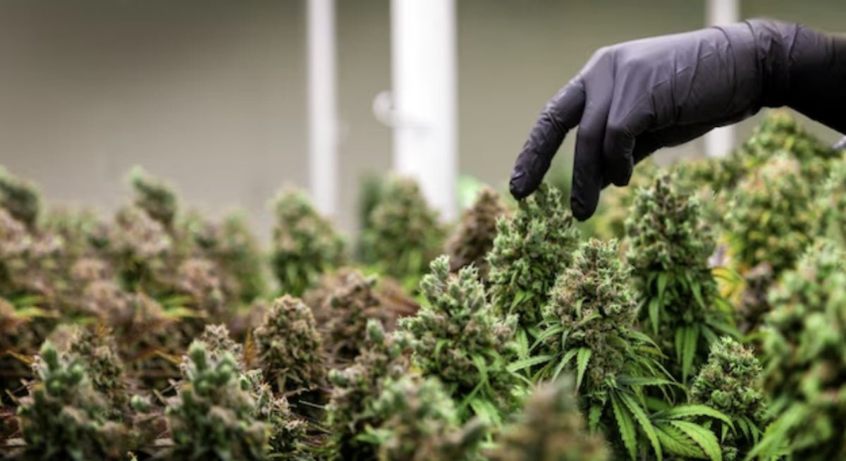 Is mint high-quality?