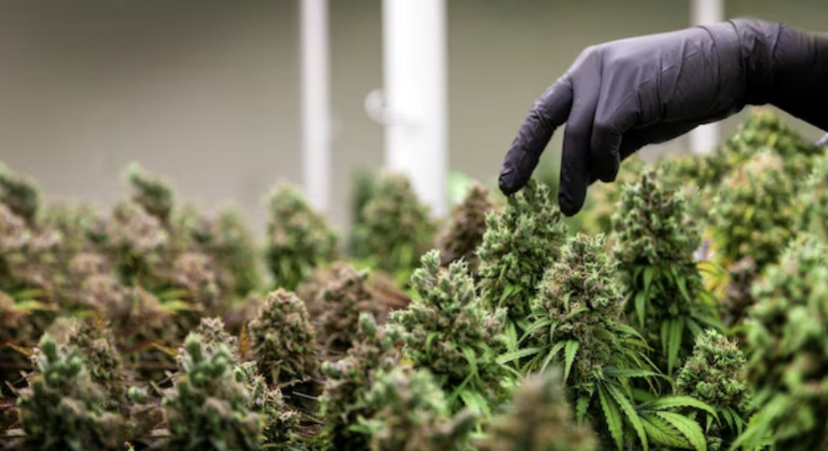 Is mint high-quality?