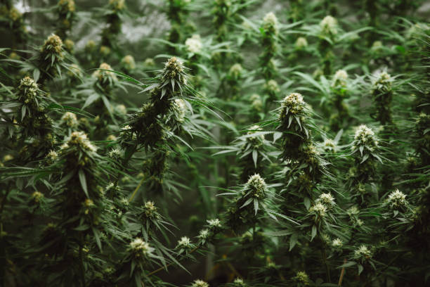 What are cannabinoids?