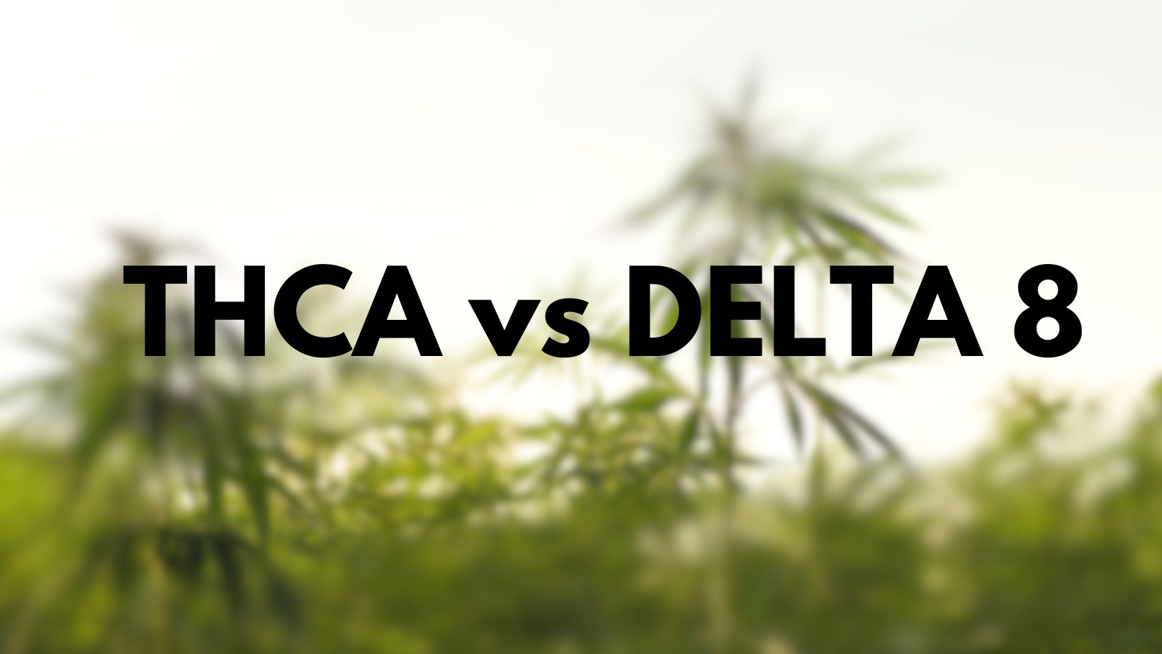 thca vs delta 8