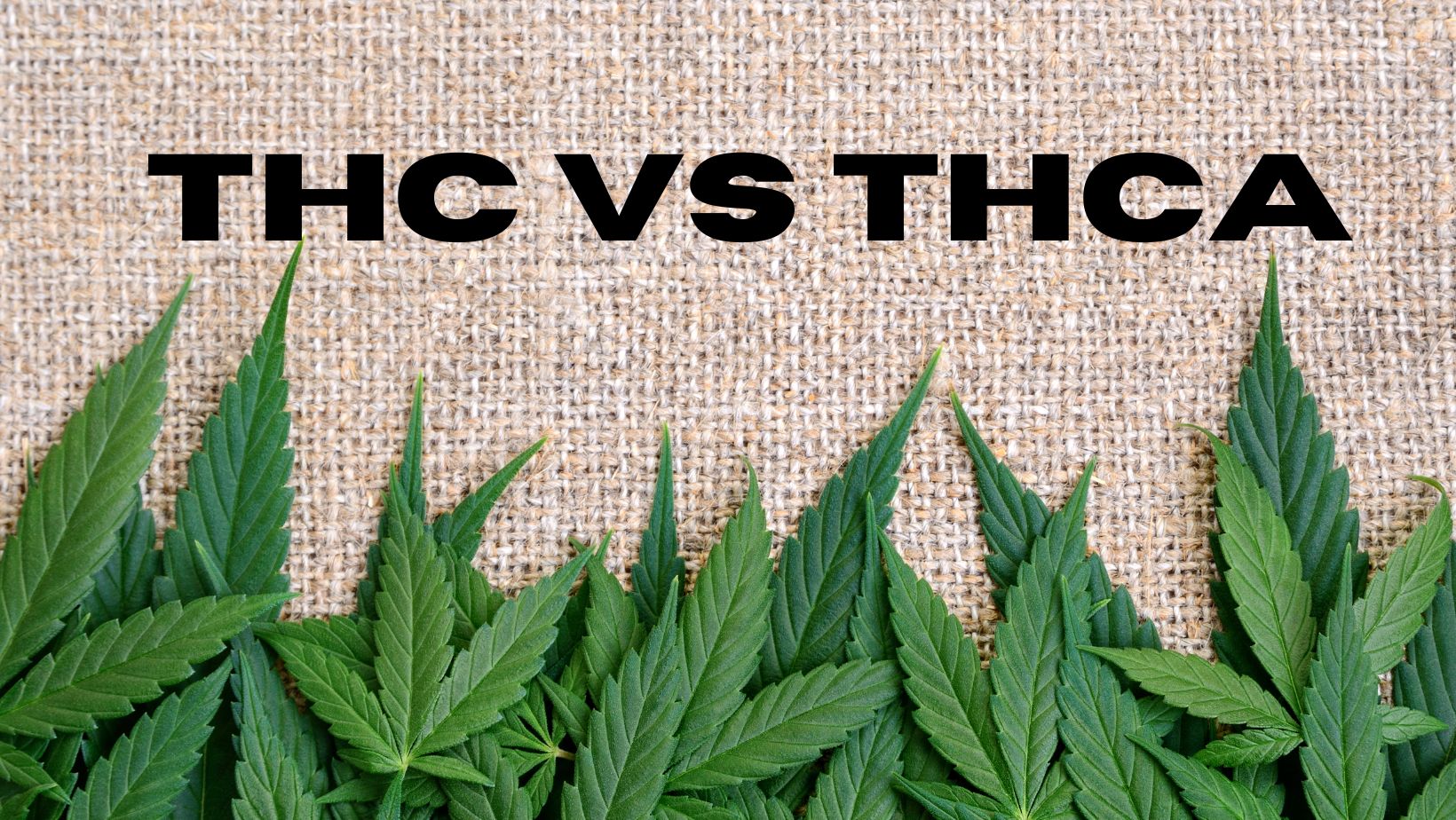 thc vs thca