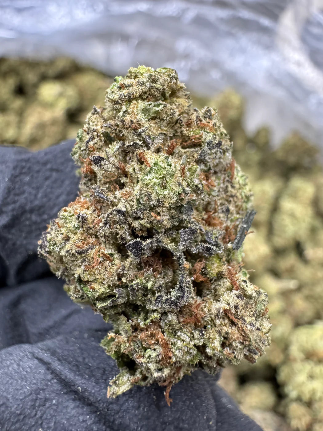 Garlic Mintz - THCA - Topshelf