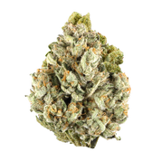 Colombia Gold Flower