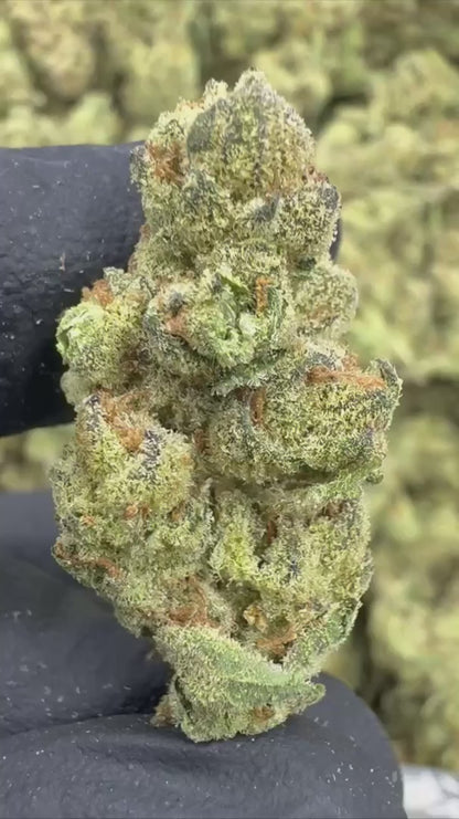 Platinum Gushers - THCA Mediums - AA Indoor